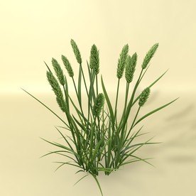 花草模型 植物模型 花卉模型