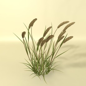 花草模型 植物模型 花卉模型