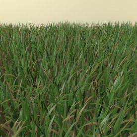 花草模型 植物模型 花卉模型