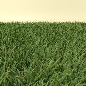 花草模型 植物模型 花卉模型