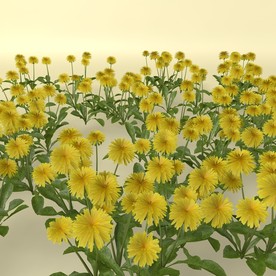 花草模型 植物模型 花卉模型