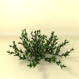 花草模型 植物模型 花卉模型