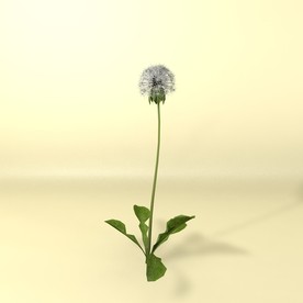 花草模型 植物模型 花卉模型