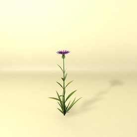 花草模型 植物模型 花卉模型