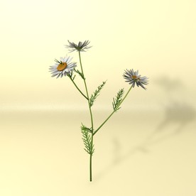 花草模型 植物模型 花卉模型