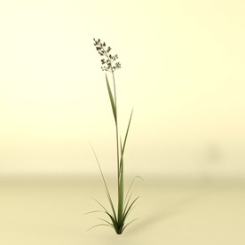 花草模型 植物模型 花卉模型