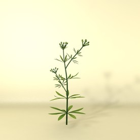 花草模型 植物模型 花卉模型