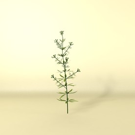 花草模型 植物模型 花卉模型