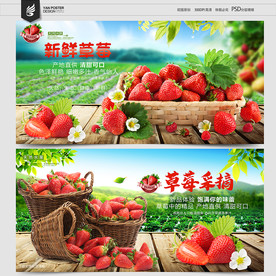 草莓采摘