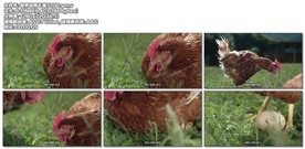 散养母鸡下蛋 农厂农舍