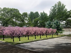 樱花绿化景观设计效果图