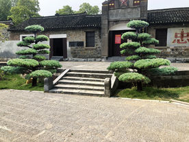 罗汉松对景设计效果图