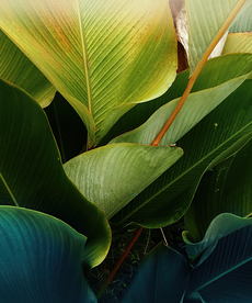 绿色植物背景墙