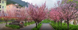 樱花景观设计效果图
