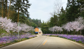 乡村道路花境景观设计