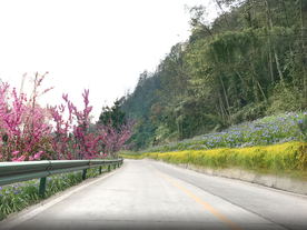 乡村紫荆道路花境设计