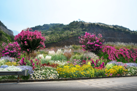 道路花境景观设计效果图