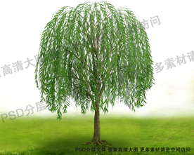 柳树  柳枝 柳树卡通