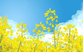 油菜花背景