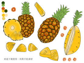 凤梨手绘素材