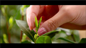 茶艺演示喝茶品茶茶道