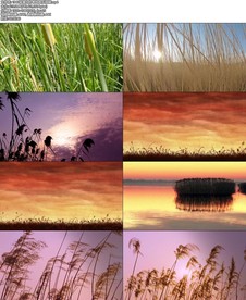 朗诵采蒲台的苇舞台背景视频.