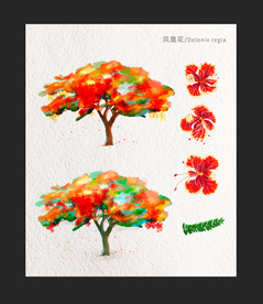 凤凰木 凤凰花 凤凰树