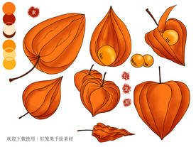 灯笼果手绘素材