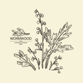 艾草手绘 艾蒿线描