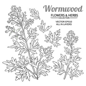 艾草手绘 艾高插画 艾叶矢量图