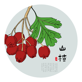 山楂手绘