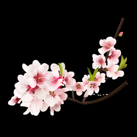 免抠图桃花插画