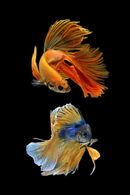 鲤鱼装饰画玄关