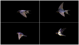 两组高清燕子飞行透明通道素材