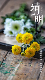 清明节气祭奠菊花摄影照片海报