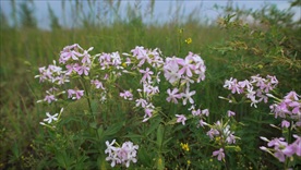 美丽花儿草绽放高清视频