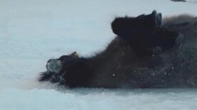 马驹在雪地上打滚玩耍