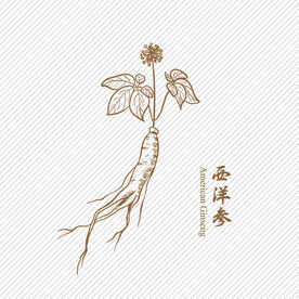 西洋参手绘线稿