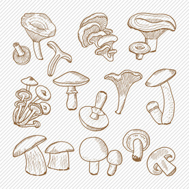 菌菇手绘线描矢量