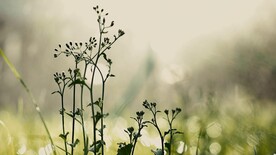 自然界雨天小花草景色
