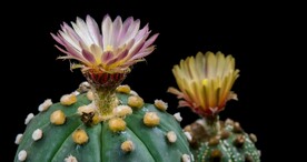 天体仙人掌白花盛开时间过程