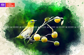 黄皮果小鸟