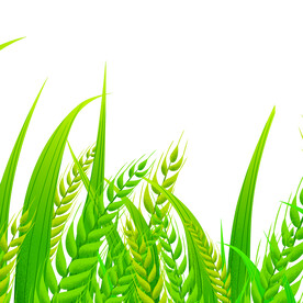 插画卡通麦子插画元素