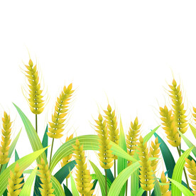 麦子金色装饰元素