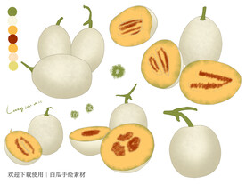 白瓜手绘素材