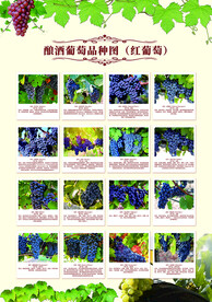 酿酒葡萄种类 红葡萄种类