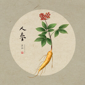 手绘人参