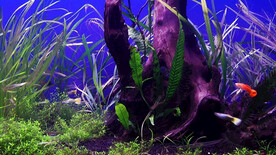 海底世界热带鱼