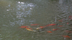 雨溅在鱼塘上