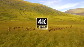 旅拍素材草原上奔跑的鹿群